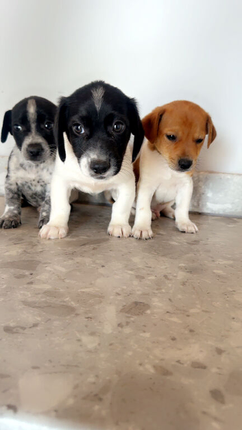 Litter of Jack russells