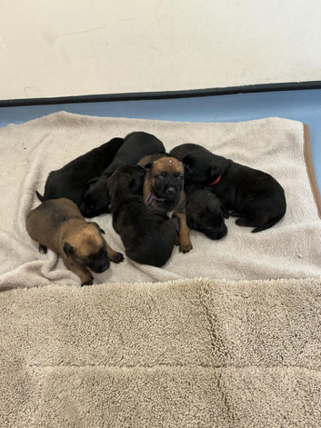 Belgium malinois
