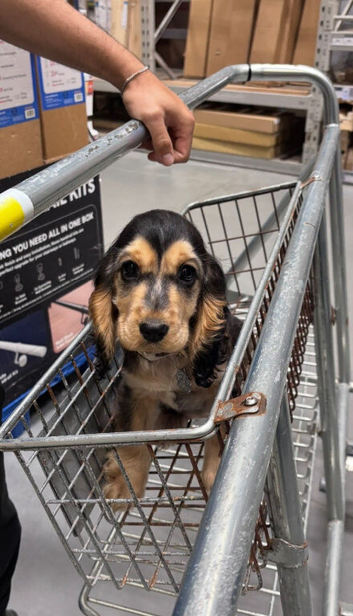 Beautiful female show cocker spaniel