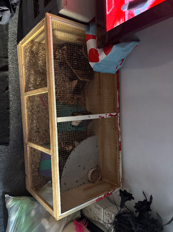 3 guinea pigs and enclosure