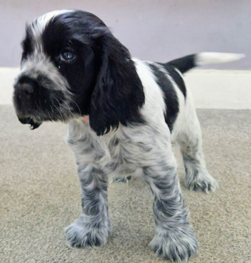 Cocker Spaniel Show Pups
