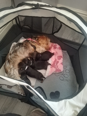 4, Yorkshire terrier male puppies