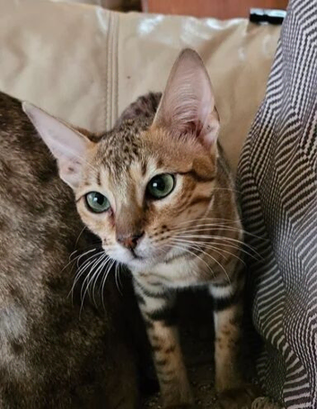 Savannah