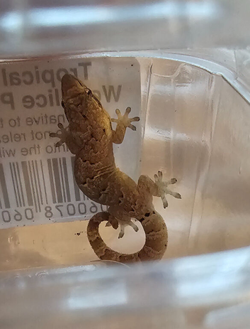 MOURNING GECKOS