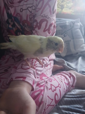 6 baby hand tame kakariki