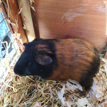 Guinea Pigs (Male)