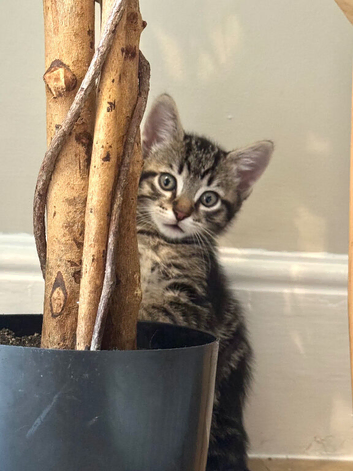 Kittens looking for forever homes