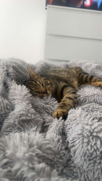 Rehome