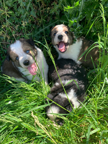 4 gorgeous puppies Border Collie
