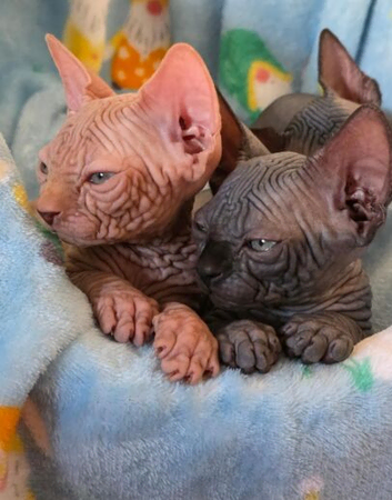 Exceptional Sphynx Kitten Available