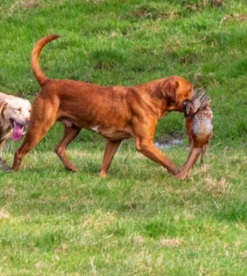 Litter due 19th October