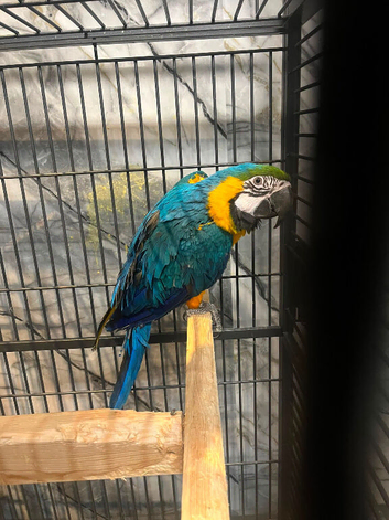 HandReared Stunning Blue and Gold Macaw Parrot,2
