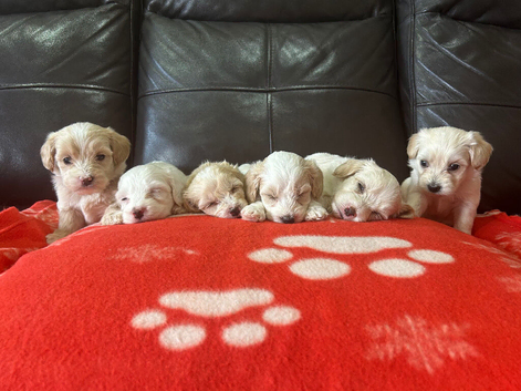 6 beautiful maltipoo puppies