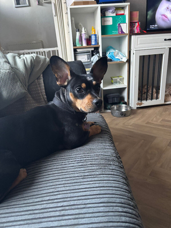 Dachshund cross frenchie