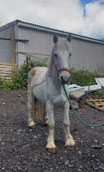 Connie x cob riding gelding