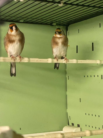 Goldfinch Cheve Parva size