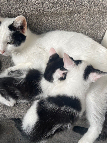 3 female kittens ready to go
