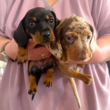 2 KC Reg Miniature Smooth Haired Dachshund Puppies - PRA Clear - READY 15/10