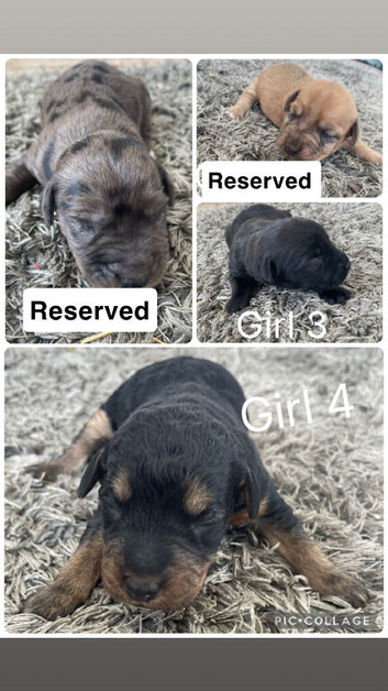 Patter jack puppies