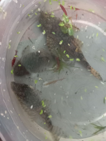 L144 Pair, L181 Trio and L528 Rio Paraguay Bristlenose Pleco, Shrimps and Snails.