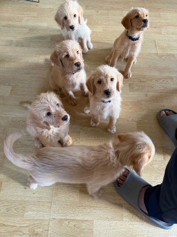 F1 Labradoodles