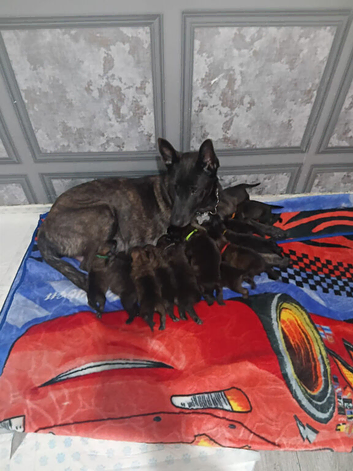 Dutch shepherd x german shepherd puppies