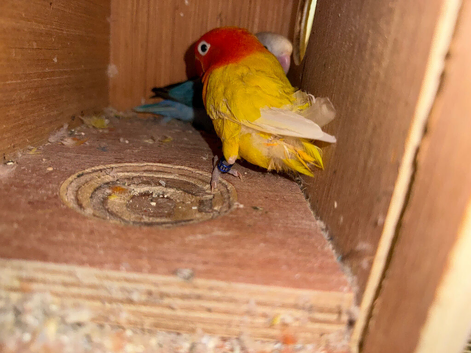 Tamed love birds for sale