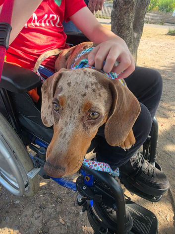 Daple male mini dachshund 6 months old