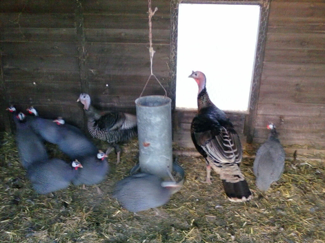 Heritage bronze turkey stags