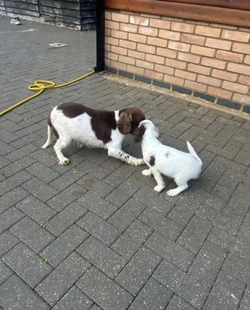 Adorable Cocker Spaniel female puppy ready for her forever home.