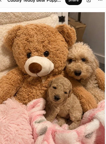 F2b Cockerpoo's 4 little girls for sale and 1 boy