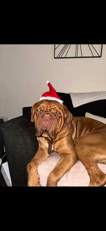 Dogue de Bordeaux needs new home