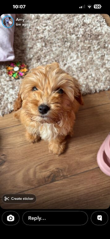 Loveable we pup