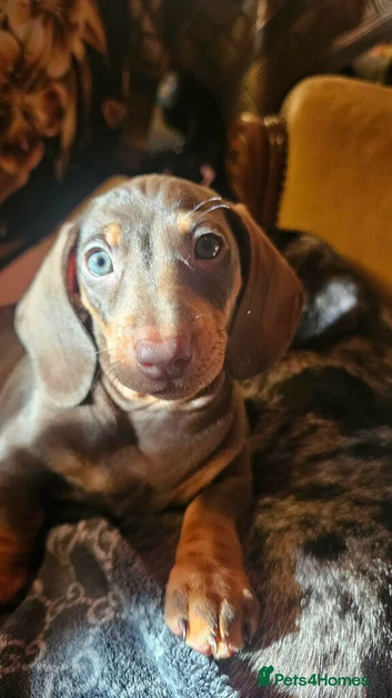 1 Beautiful Male Daschund remaining