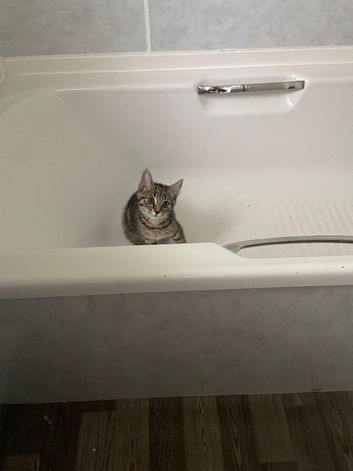 Kitten