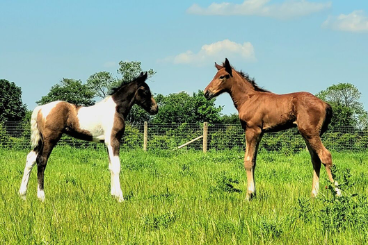 2 smashing foals