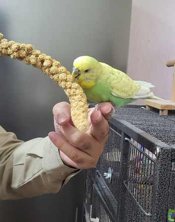 Female budgie for sale