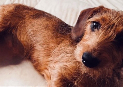 Dachshunds cross puppies expected