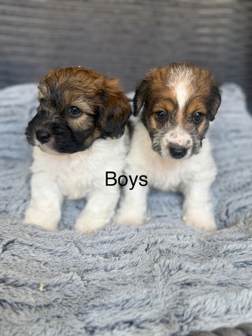 Beautiful Jackapoo Girl and boy puppies looking for there forever homes