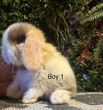 1 mini lop boy ready to go