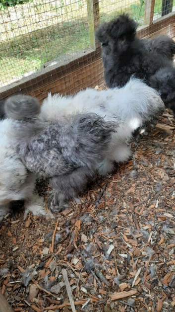 Usa silkie bantam cockerals