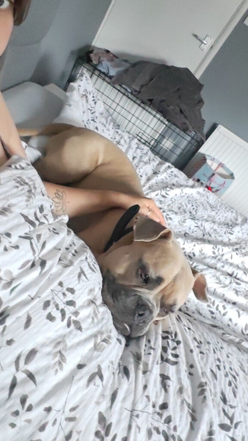 Dozer - 1 year
