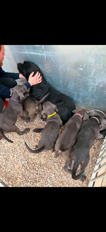 Cane corso puppies