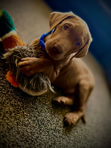 Puppy Rocco silver lab