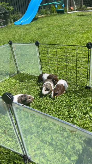 BOYS REHOMING