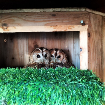 2 x Tawny Owls for Sale