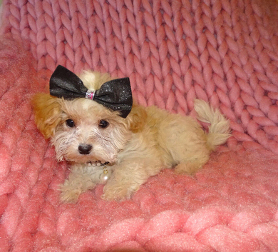 *XXS Gorgeous F1 Maltese X Tiny Toy Poodle F1 Apricot Maltipoo Puppy 5 Months Old*