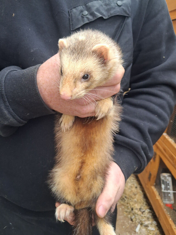 hob ferret