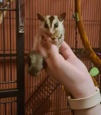 2 yr old male suger glider