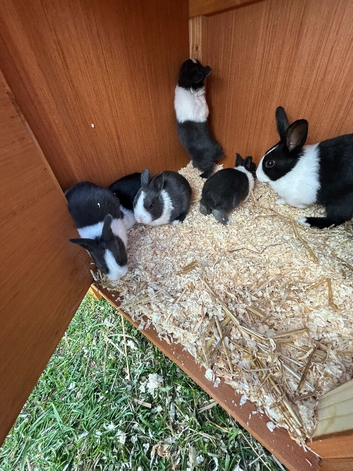 baby rabbits ready for there forever home